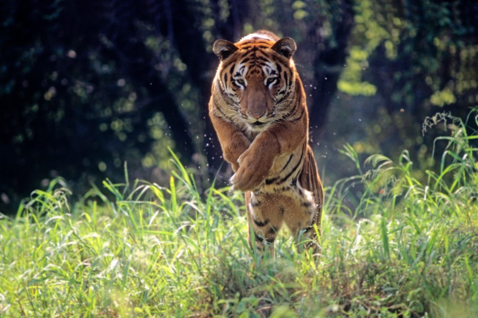 نمر يغدر بمدربه في هجوم مروع