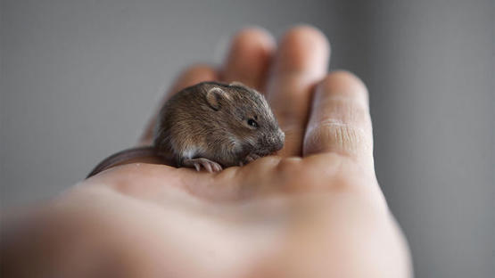 البرلمان البريطاني عاجز أمام غزو الفئران