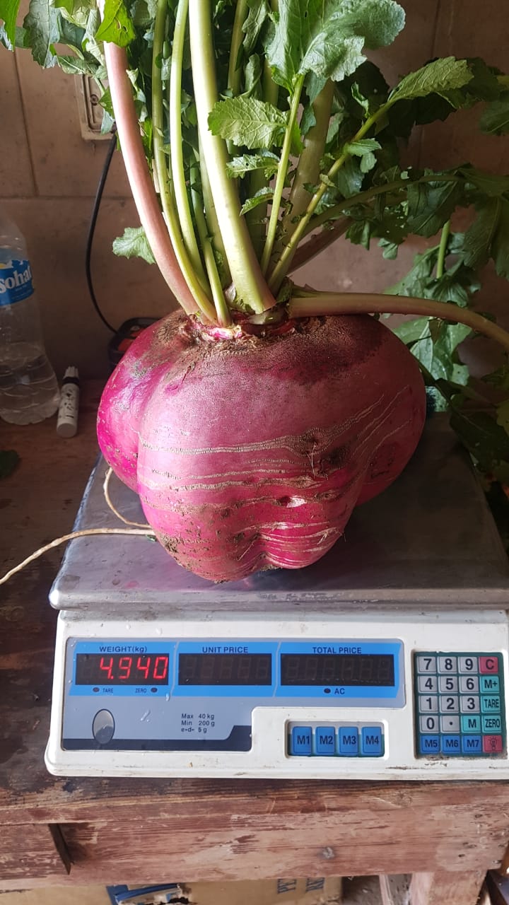 العثور على فجلة وزنها 5 كلغ