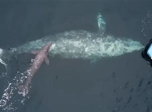 ولادة صغير حوت رمادي أمام السياح