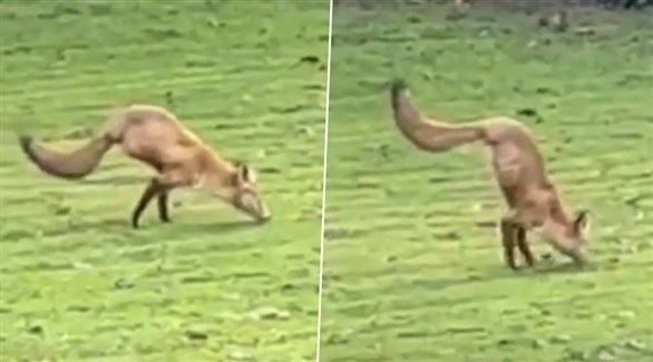 مشهد غريب.. . ثعلب يركض على