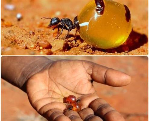 ليست حكرا على النحل.. النمل يستطيع