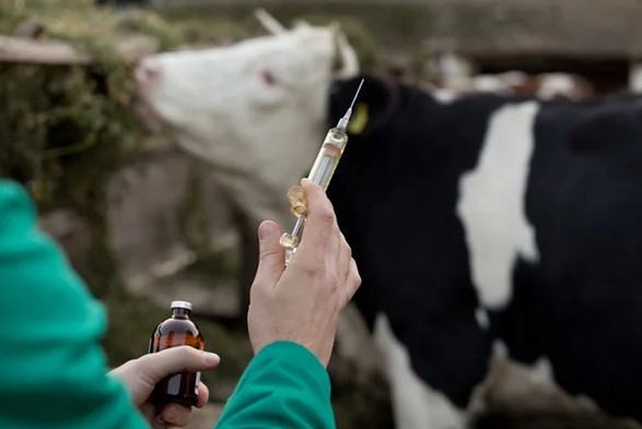 الزراعة: الحمى القلاعية في 5 مزارع