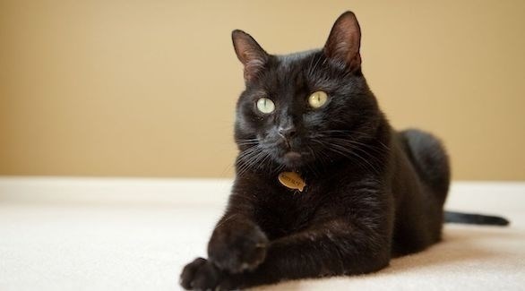 قط ينقذ حياة صاحبته بعد اكتشاف