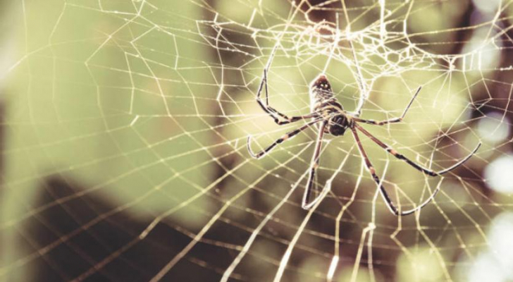 علماء: حليب العناكب فائدته أكبر من