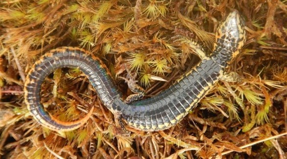 اكتشف نوع جديد من السحالي في