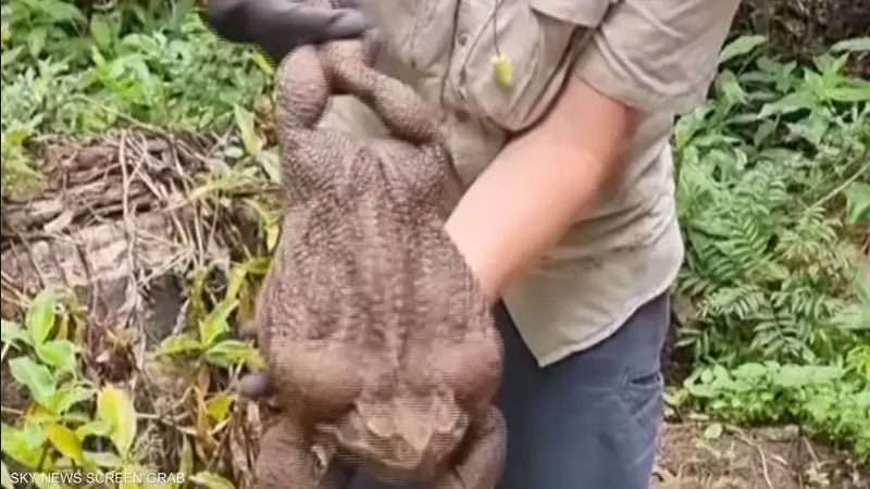 اكتشاف ضفدع عملاق.. قد يكون الأكبر