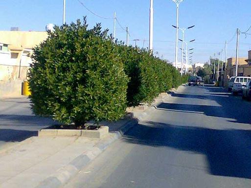 حملة لزراعة أشجار على جنبات شارع