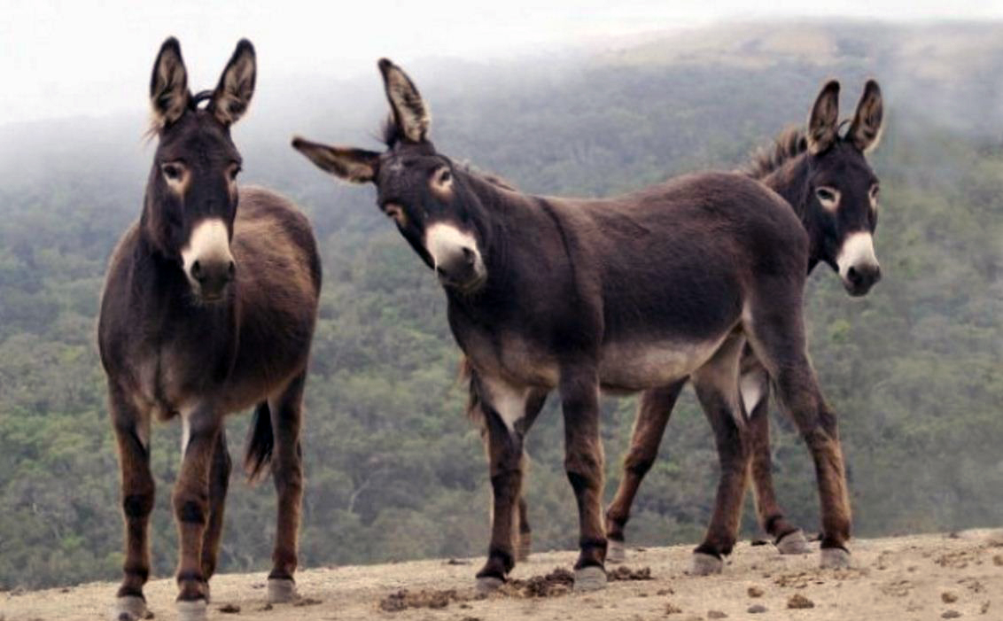 السلطات المصرية تكشف تفاصيل العثور على