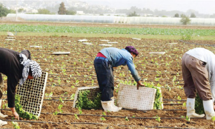 هل يتم تعويض المزارعين بسبب نقص