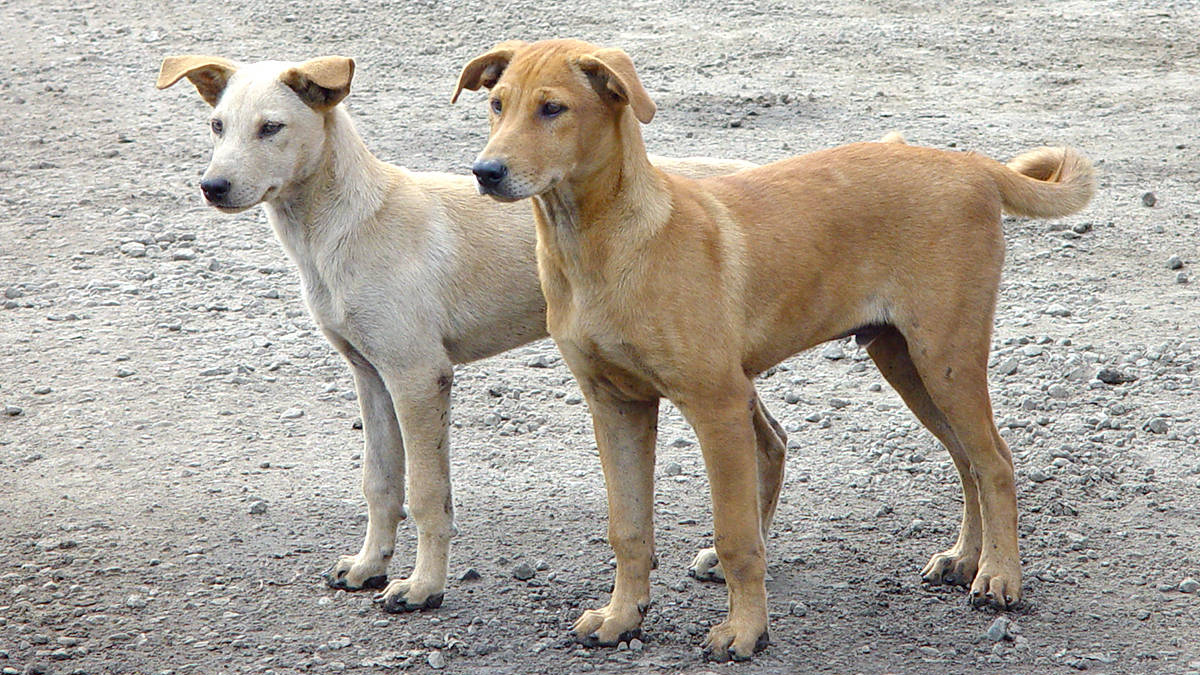 قضم شفتها وسنين من فمها ..