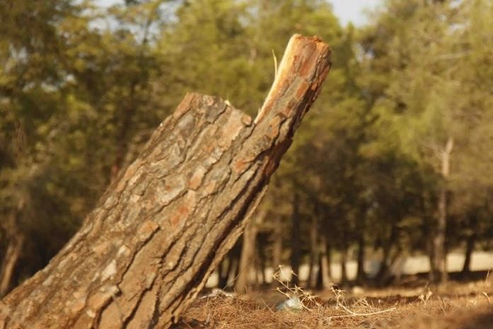 في ناعور.. عصابات لقطع أشجار الغابات