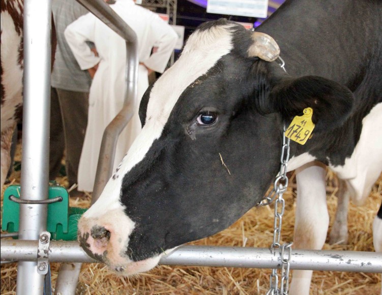 أعلاف مستوردة سبب انتشار الحمى القلاعية