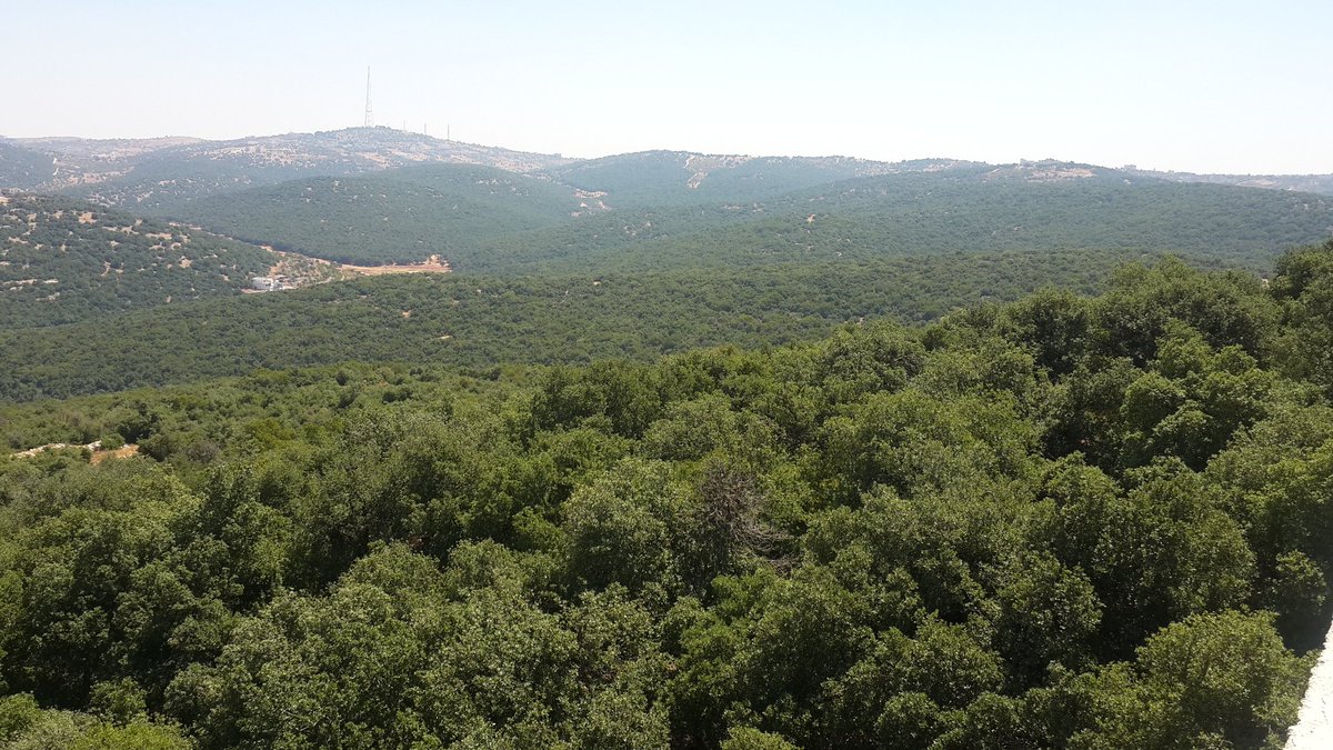 عجلون : الأمطار تحفز الزراعات الشتوية