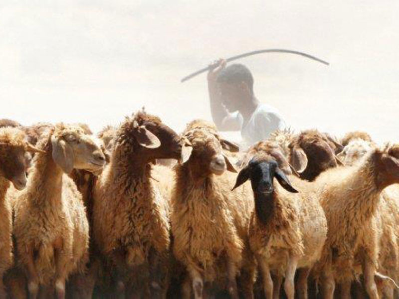 الكرك لمربي الماشية: احذروا الحمى القلاعية