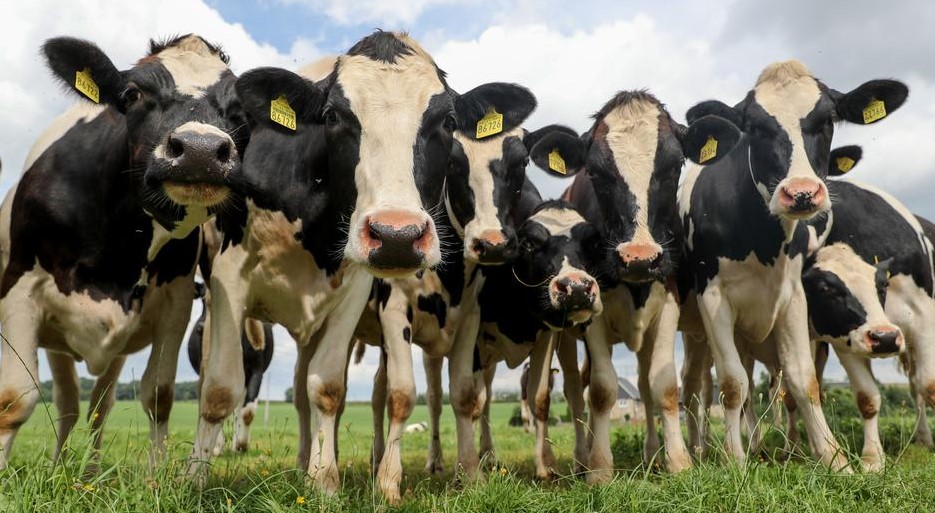 الزراعة: فتح أسواق الماشية قريبا