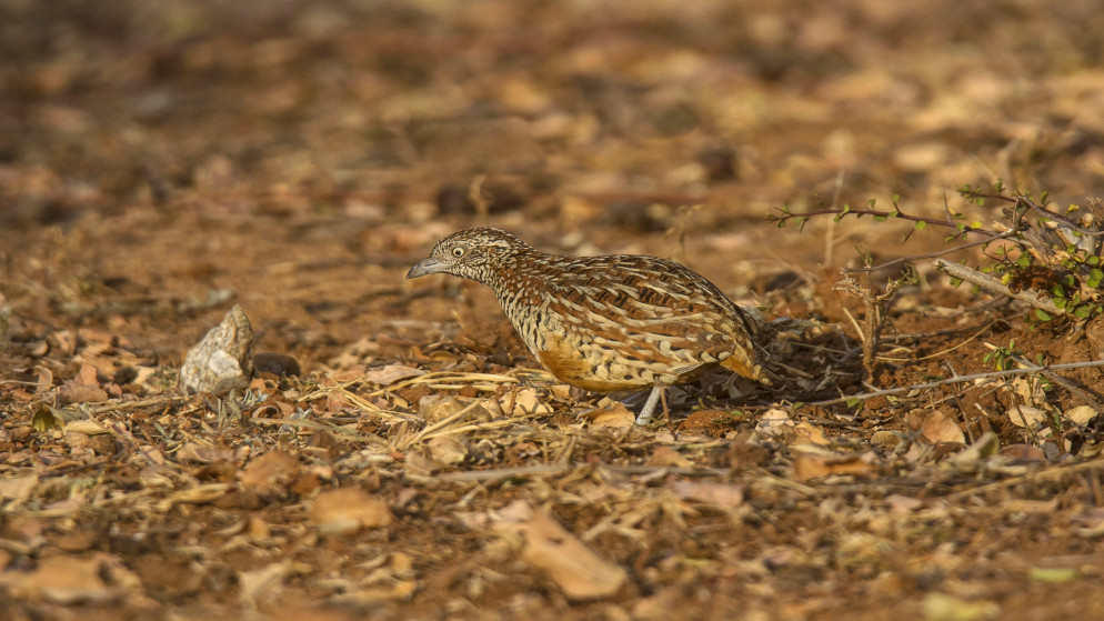 فتح موسم صيد طائر الفرّ اعتبارا