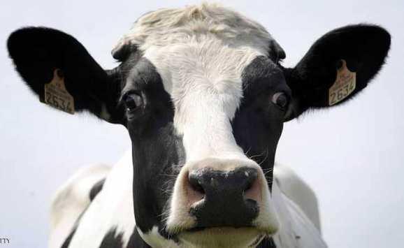 زراعة الطفيلة :لا إصابات بالحمى القلاعية