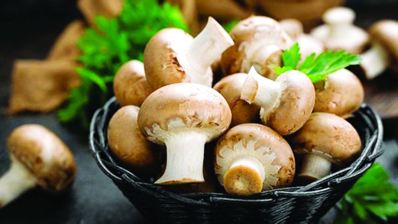 عرف الأسد يقوّي الأعصاب والذاكرة