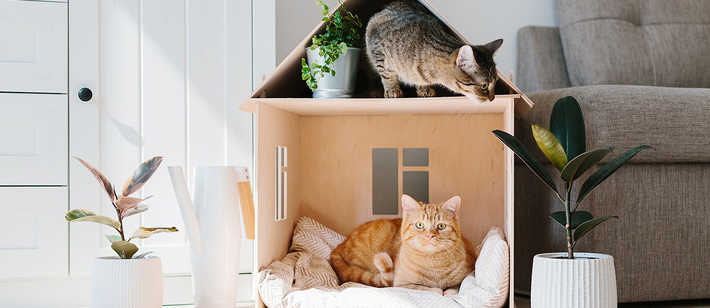 حكم تربية الحيوانات والدواجن في البيت