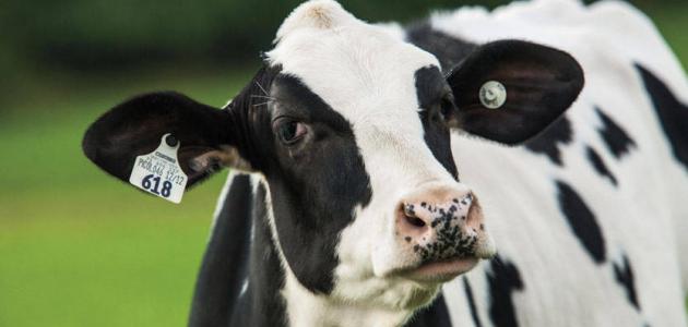 الجيطان: لا تغيير على أسعار الألبان