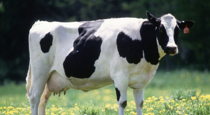 مربي الأبقار تكشف حجم الخسائر بسبب