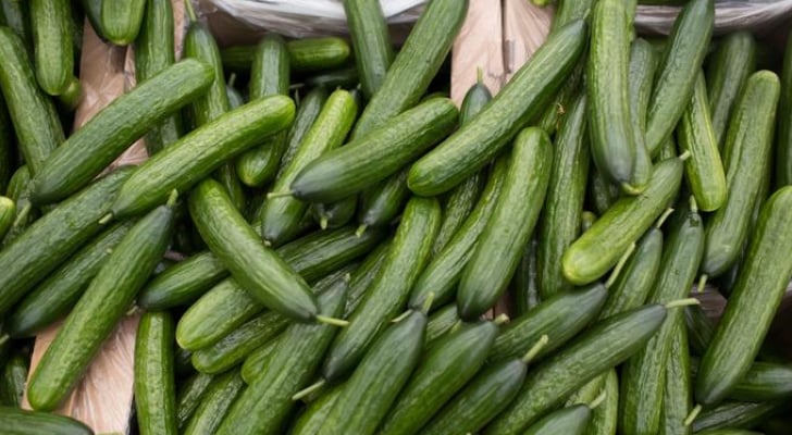 نحو دينار سعر كيلو الخيار بالرغم