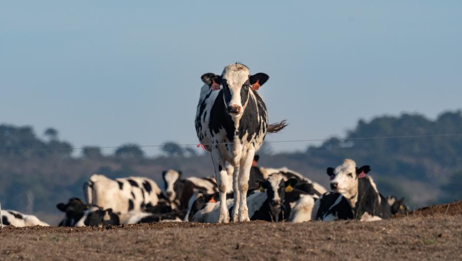 “الزراعة”: بدء إعطاء الجرعة الثانية من