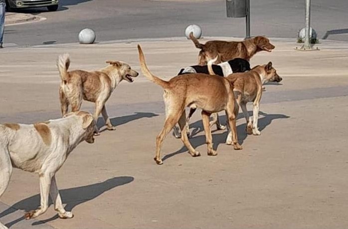 فيديوهات الكلاب الضالة تحت القبة.. اذا