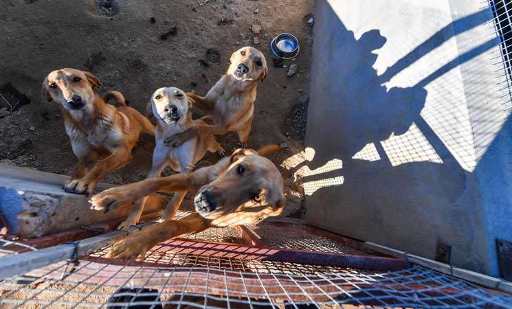 فيديو.. قطعان من الكلاب الضالة تفرض