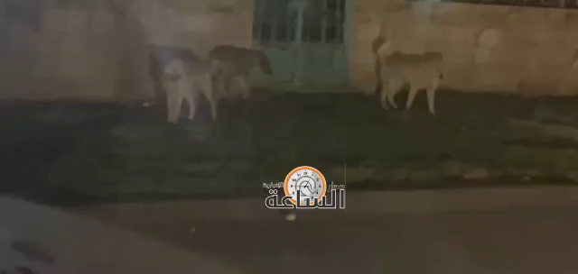 إلى هنا وصلت الكلاب الضالة بالهاشمية