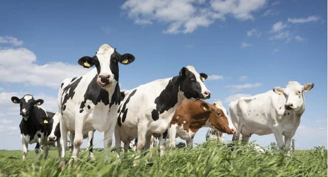 الزراعة عن الحمى القلاعية: إنحصار مؤشر