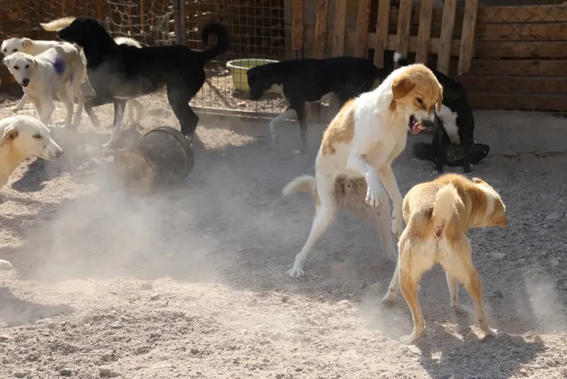 وفاة طفل دهسا أثناء هروبه من