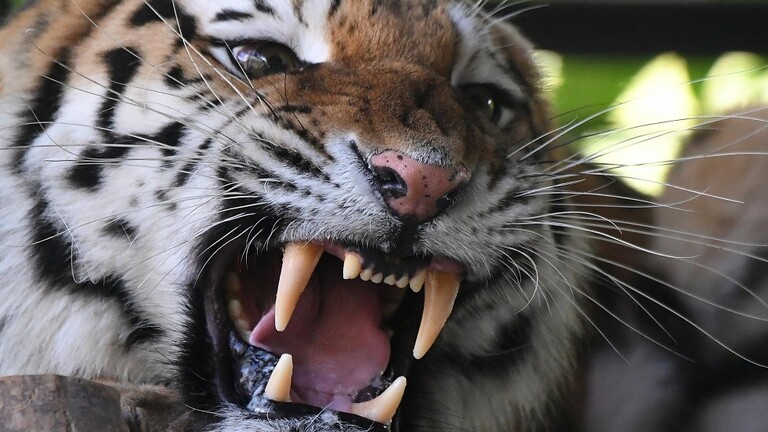 النمور الجائعة تهاجم المناطق السكنية في