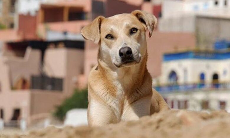 مواطن يعتزم رفع شكوى على فضائية