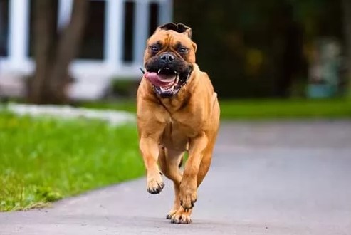 قضية كلب المذيعة المصرية المفترس.. قرار