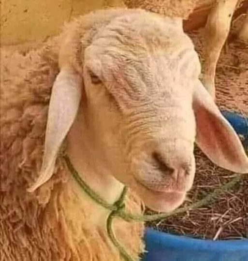 مربو المواشي: أسعار اللحوم الحمراء ستنخفض