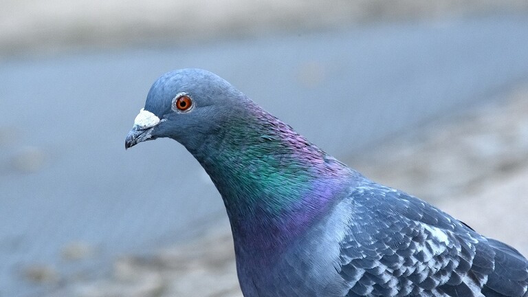 العثور على حمامة جاسوسة