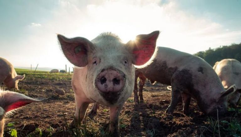 تفشي حمى الخنازير الأفريقية في الفلبين