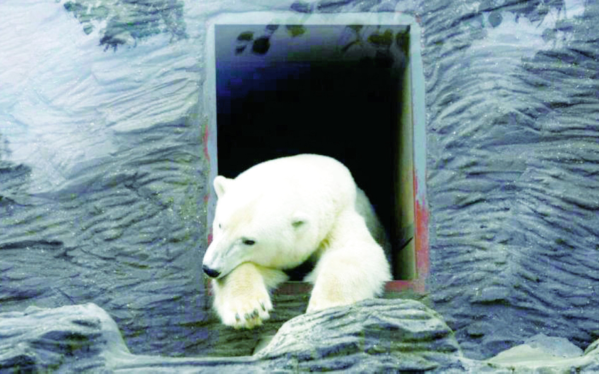 صعقة كهربائية تودي بحياة دبّة قطبية