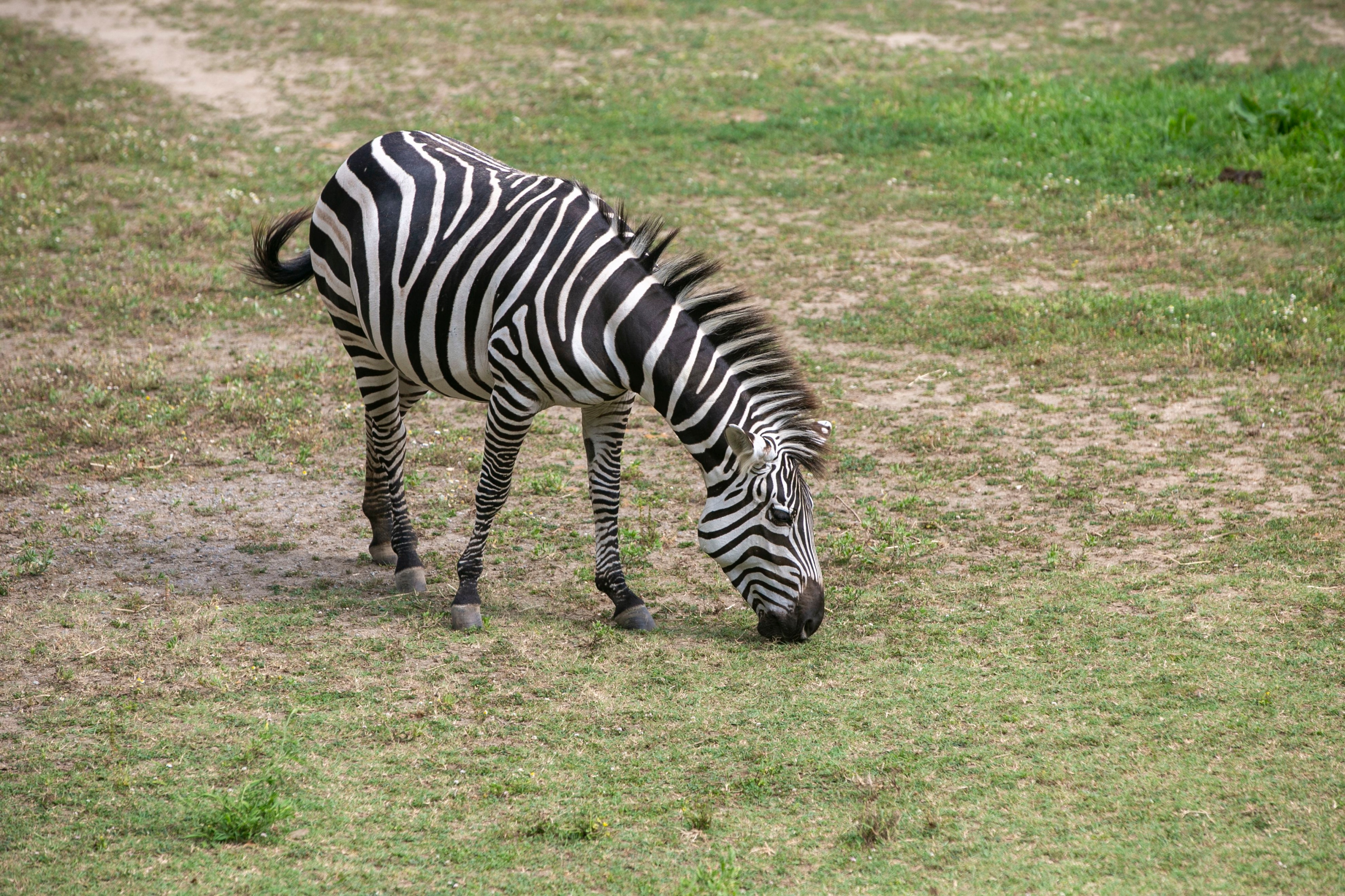 حمار وحشي يعض صاحبه ويصيبه قبل