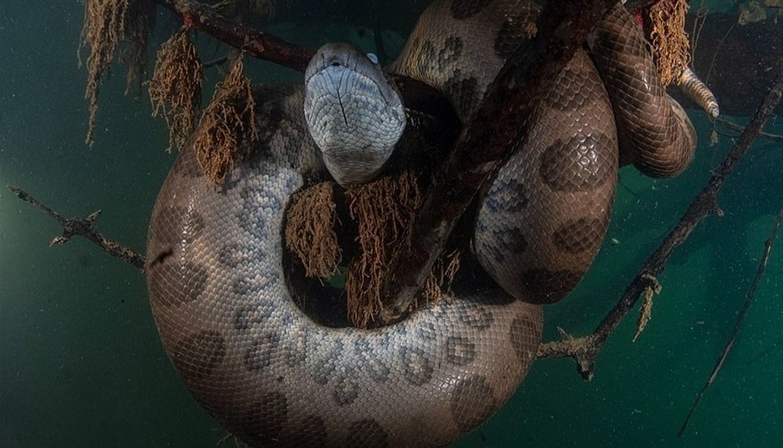 تعرف على ملتقط صور الأفاعي المرعبة