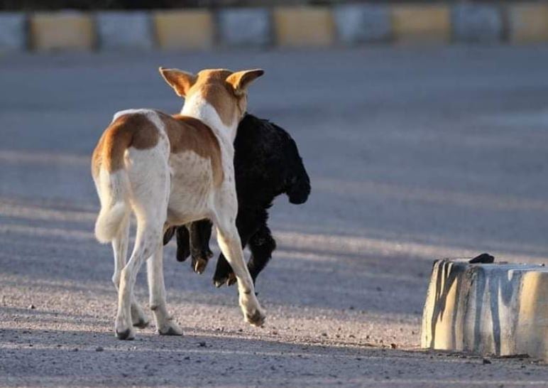 بعد الجمل.. كلب ضال يفترس جديا