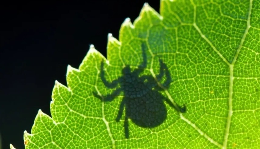 حشرة القراد قد تصيبك بهذه الأمراض