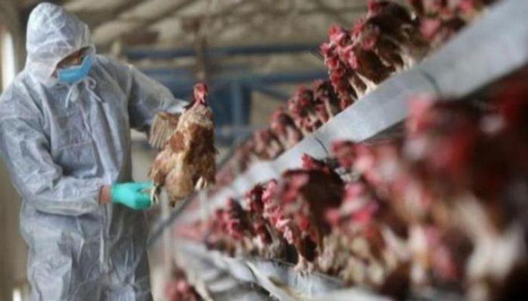 إنفلونزا الطيور تجبر اليابان على إعدام