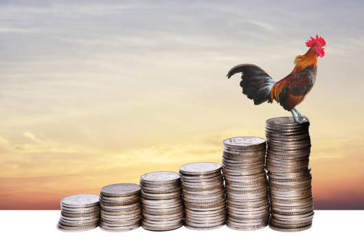 حماية المستهلك: ارتفاع أسعار الدواجن قبيل