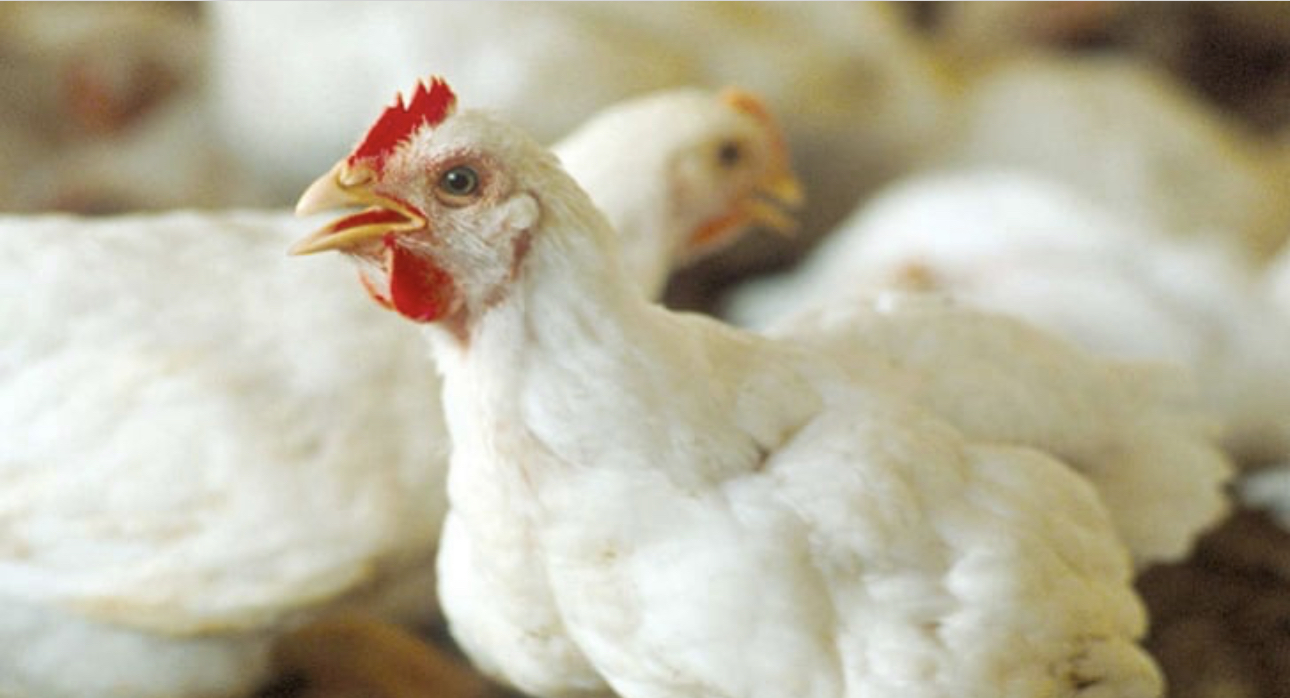 شكاوى من عودة ارتفاع أسعار الدواجن