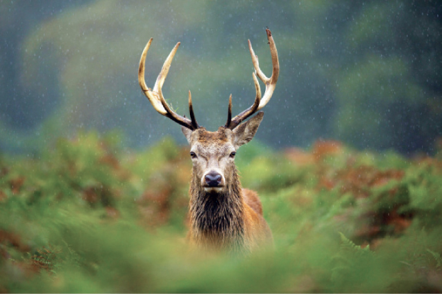 “الزراعة” تعلن عن رغبتها بيع غزلان