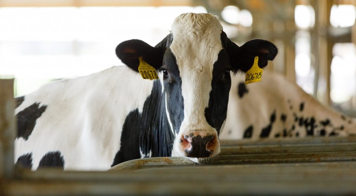 مراجعة الاستجابة الوطنية للحمّى القلاعية وهذه