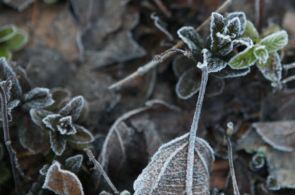 من عمق الشتاء.. درجات حرارة صفرية